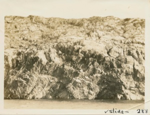 Image: Nesting cliffs of Kittiwake